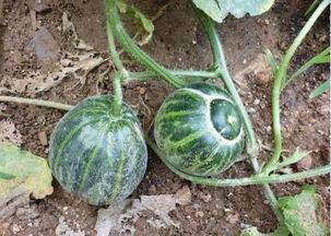 639cgw老王吃瓜,网络热议背后的真相