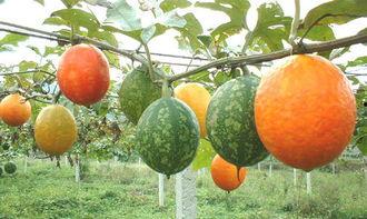 吃吊瓜的害处,健康隐患不容忽视