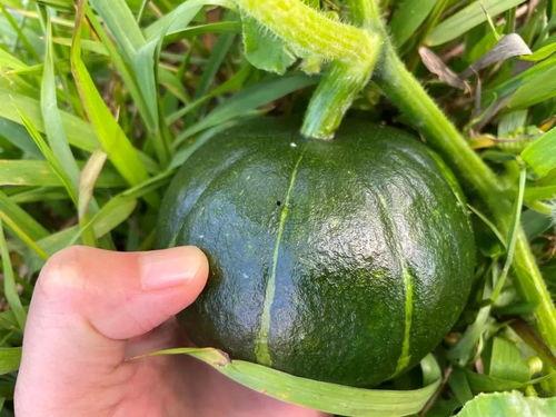 瓜贝贝南瓜怎么吃,瓜贝贝南瓜的多彩食法探索