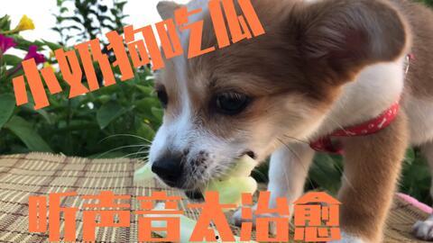 小狗可以吃瓜吗,瓜类水果，狗狗可以吃吗？