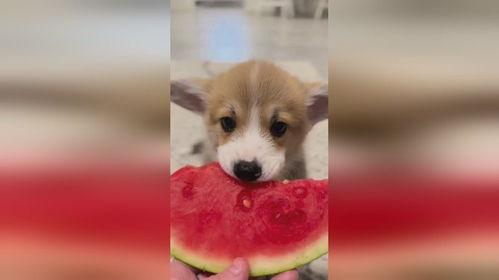 小狗可以吃瓜吗,瓜类水果，狗狗可以吃吗？