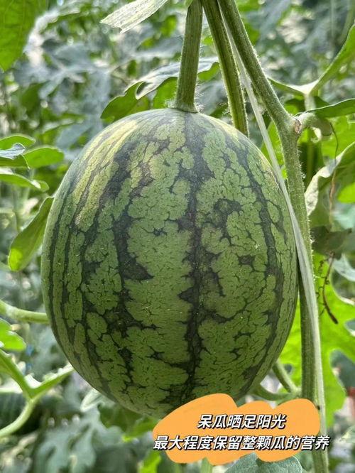 美帝吃瓜,揭秘美国政治的“吃瓜”现象