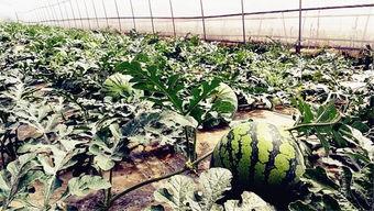 17吃瓜爆料今日大瓜,今日大瓜揭秘，娱乐圈风云再起！