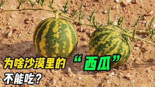 沙漠瓜怎么吃