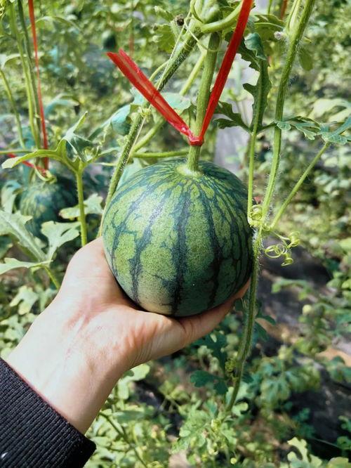 小王在吃瓜,揭秘娱乐圈那些不为人知的幕后故事