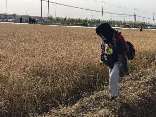 稻田网红吃瓜事件,一场网络狂欢背后的真相揭秘