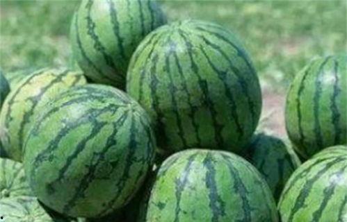 甜吃瓜,探寻甜吃瓜的独特魅力