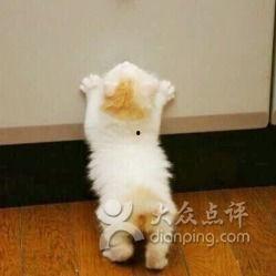 猫崽吃瓜,揭秘宠物界的趣味瞬间