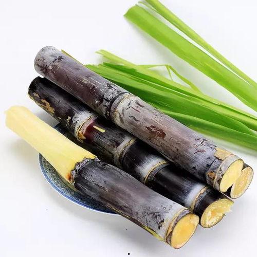 吃甘蔗瓜,探寻甘蔗与瓜果的跨界美味之旅