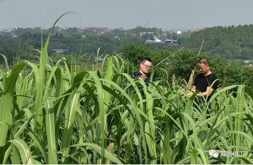 吃甘蔗瓜,探寻甘蔗与瓜果的跨界美味之旅