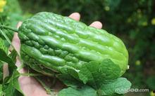 蒲瓜叶子怎么吃最好,这样吃最健康