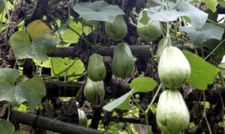 瓜被鸟吃还会结瓜吗,奇妙的自然循环现象