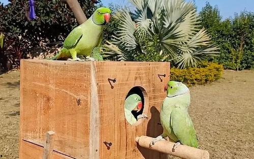 瓜被鸟吃还会结瓜吗,奇妙的自然循环现象