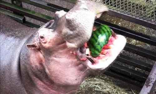 吃瓜视频大全河马,吃瓜视频大全中的欢乐巨兽