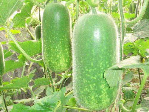 吃大瓜能减肥不,吃大瓜减肥的神奇效果