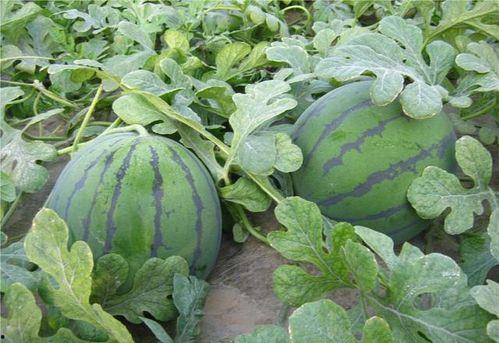 野吃瓜地,揭秘乡村美食的神秘魅力