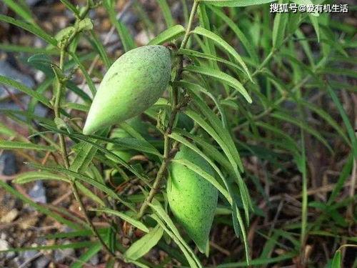 野吃瓜地,揭秘乡村美食的神秘魅力