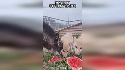 狼瓜怎么吃,解锁美味新体验