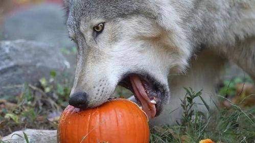 狼瓜怎么吃,解锁美味新体验