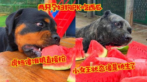 狼瓜怎么吃,解锁美味新体验