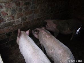 切瓜给猪吃,一场别开生面的喂食盛宴