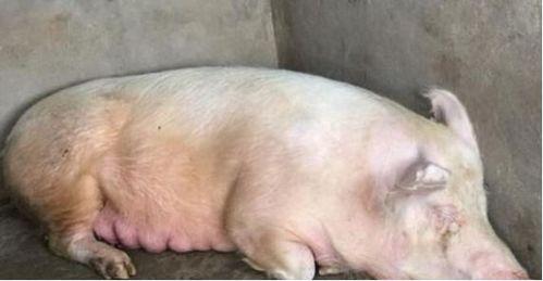 切瓜给猪吃,一场别开生面的喂食盛宴