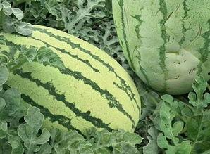 都是怎么吃瓜的