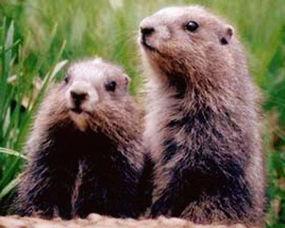 树底下吃瓜的地鼠,地鼠悠然品瓜趣