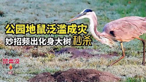 树底下吃瓜的地鼠,地鼠悠然品瓜趣