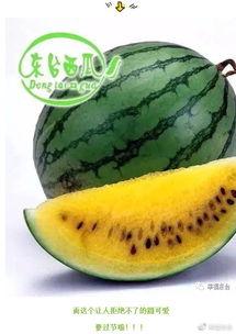 开腾讯会议吃瓜