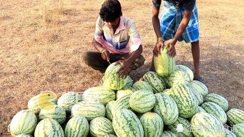 梦见摘大黑瓜吃,揭秘摘大黑瓜吃的神秘寓意