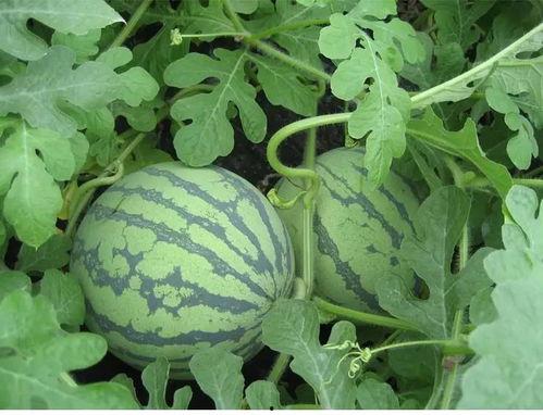 青叶吃瓜后续,揭秘娱乐圈背后的秘密与真相