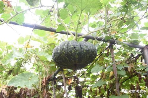 壮样瓜怎么吃,探索美味与营养的完美融合