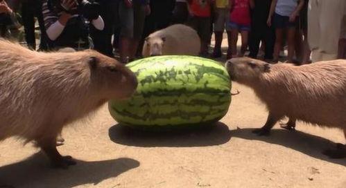 吃瓜机器的视频