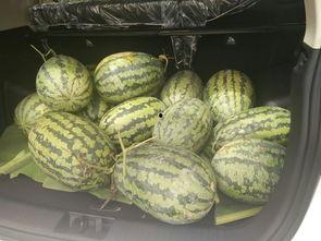 搬小凳子吃瓜,围坐一起，共享夏日吃瓜时光