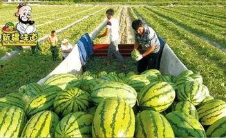 吃瓜网合集,盘点娱乐圈那些年我们追过的热点事件