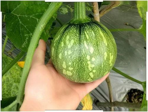 小卡子吃瓜,揭秘娱乐圈那些不为人知的幕后故事