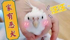 鸟吃不吃哈密瓜,揭秘鸟类饮食习惯之谜