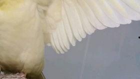 鸟吃不吃哈密瓜,揭秘鸟类饮食习惯之谜