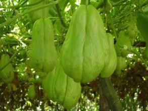 佛手瓜吃蛇,一场与蛇共舞的神秘邂逅