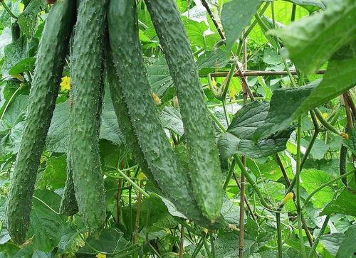 知文吃瓜,揭秘娱乐圈背后的故事与真相