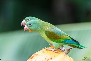 瓜被鸟吃还会结瓜吗,奇妙的自然循环现象