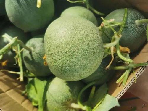 天秤小梁在线吃瓜,天秤小梁带你领略网络吃瓜盛宴