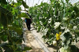 曹县吃瓜视频在线吃瓜,线上围观，共享欢乐时光