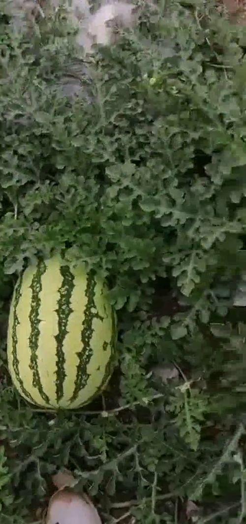 每日聪颖吃瓜视频,跟随聪颖，揭秘娱乐圈新鲜事