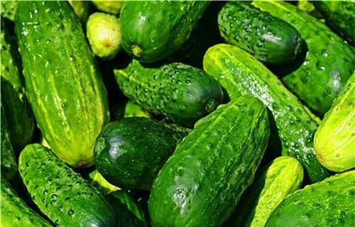 常吃瓜菜,营养美味，健康生活必备