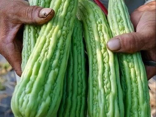 常吃瓜菜,营养美味，健康生活必备