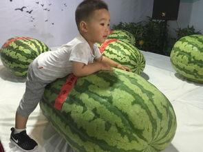 新会吃瓜事件,一场引发社会热议的“瓜农”风波