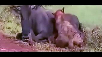 吃货姐姐吃瓜视频,揭秘美食界的那些事儿