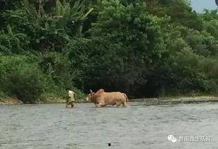 公猴吃瓜的视频,趣味横生的自然奇观